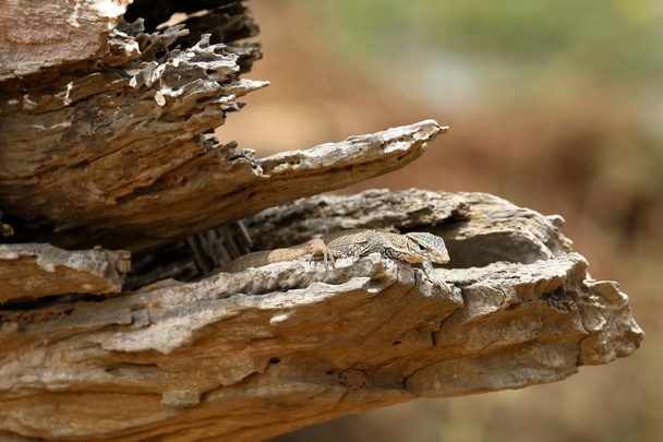 爬虫類スリランカのヤラ国立公園に - 写真・画像