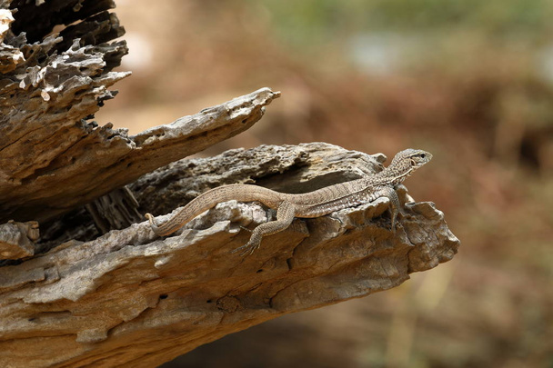 Рептилій в національному парку Яла в Шрі-Ланці - Фото, зображення
