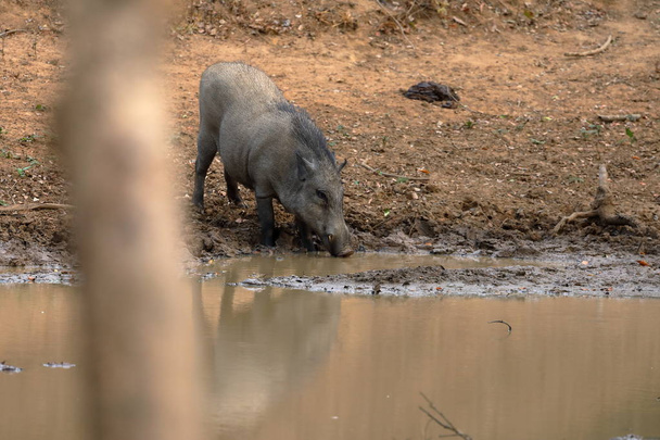 Yaban domuzu Yala Milli Parkı'nda Sri Lanka - Fotoğraf, Görsel
