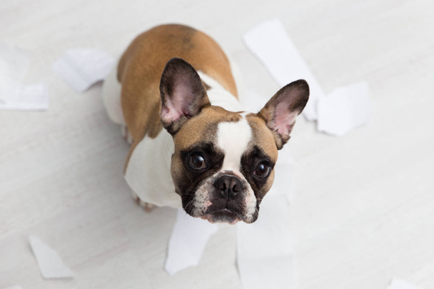 Home pet destruction on white bathroom floor with some piece of toilet paper. Pet care abstract photo. Small guilty dog with funny face. - Zdjęcie, obraz