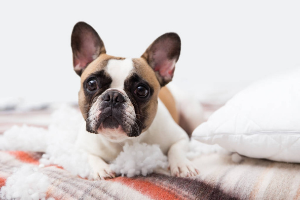 Haustier-Zerstörer liegt mit zerrissenem Kissen auf dem Bett. Abstraktes Foto für Haustiere. Kleiner, schuldiger Hund mit lustigem Gesicht. - Foto, Bild