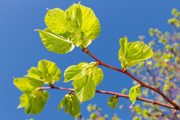 Nuevas hojas verdes de tilo en primavera
 - Foto, Imagen