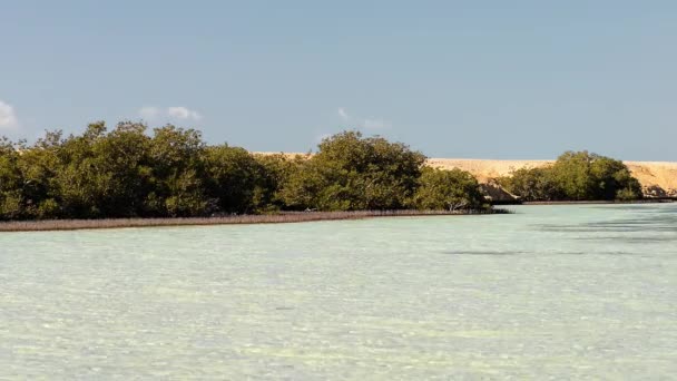 Mangrove fák a tóban a Ras Mohamed Nemzeti Park - Felvétel, videó
