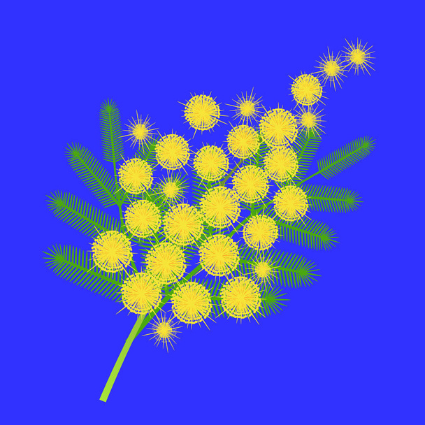 A branch of mimosa. International Womens Day - Vector, Image