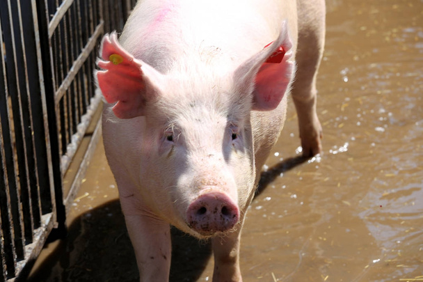 Extreme close-up van een jonge varken in de zomer vak buitenshuis - Foto, afbeelding