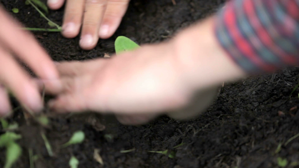Planting sprout out - Footage, Video