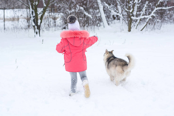 A girl in a pink jacket and hat runs in the snow with a Husky do - Photo, Image