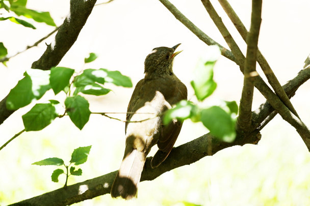 pássaro no ramo - Foto, Imagem