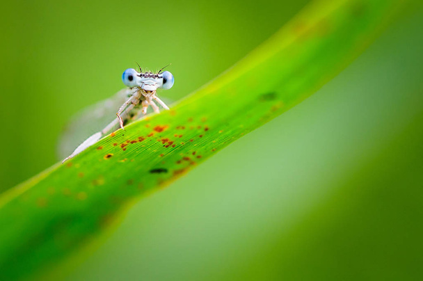 Beautiful cute dragonfly Platycnemis pennipes - White-legged Damselfly - Photo, Image