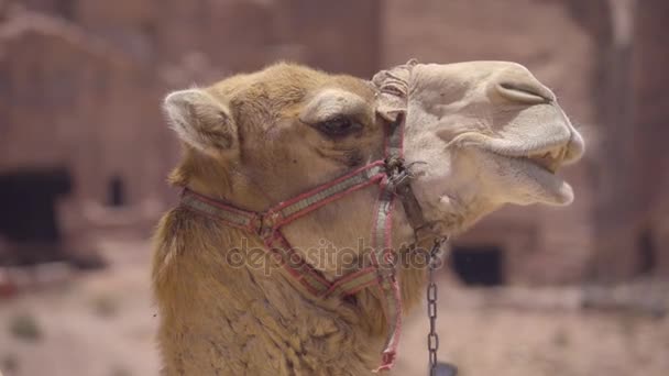 Cud chewing profile of camel - Footage, Video