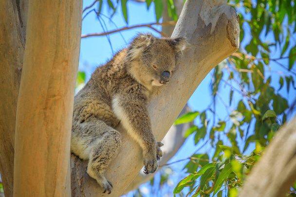 Koala κοιμάται σε ένα κλαδί - Φωτογραφία, εικόνα