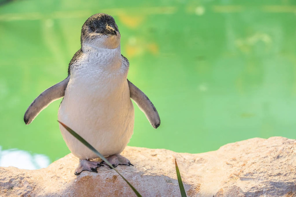 Piccolo pinguino Australia Occidentale
 - Foto, immagini