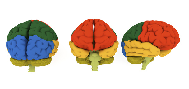 3D ilustracja mózgu i kolorowe obszary - Zdjęcie, obraz