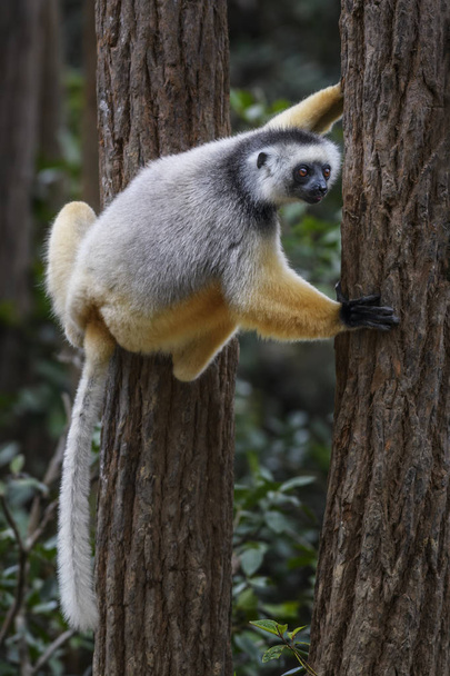 Diademed Sifaka - Propithecus diadema, east coast rain forest, Madagascar. Endangered lemur from Madagascar rain forest. Cute primate.  - Photo, Image