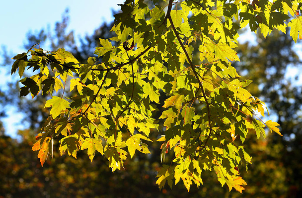 Maple boomtakken back-lit op een zonnige dag - Foto, afbeelding