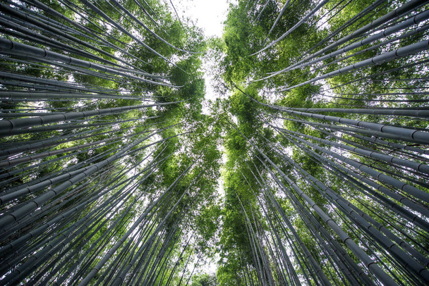 Bamboo forest in Arashiyama, kyoto - Foto, afbeelding