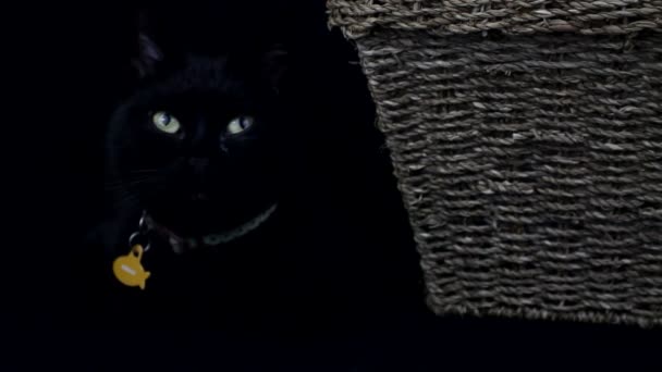 černá kočka, spočívající - Záběry, video