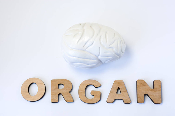 Brain is organ of human or animal concept photo. Model of brain is near volume letters composing word organ on light background. Visualization of brain as organ for medicine, biology, anatomy, study - Photo, Image