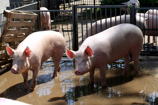 Schweine sonnen sich nach der Dusche hinter Metallzäunen - Foto, Bild