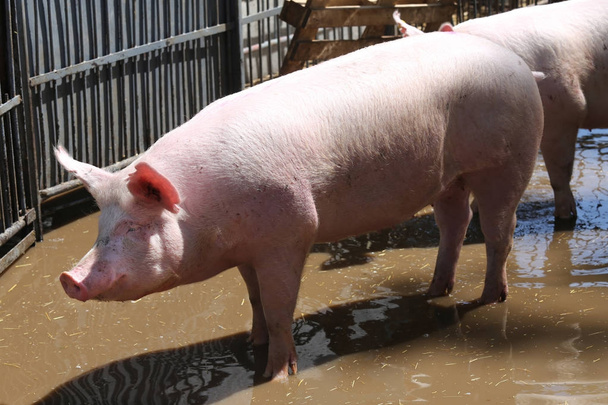 Фотографія бічного вигляду молодої свині рожевого кольору на тваринницькій фермі
 - Фото, зображення
