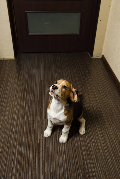 Pies rasy Beagle w domu wnętrz - Zdjęcie, obraz