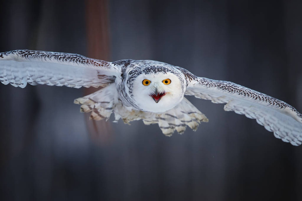 Attacking Snowy owl Bubo scandiacus from direct view. Portait of famous white owl with black spots and bright yellow eyes, flying directly at camera.  Animal action scene, Finland. - Photo, Image