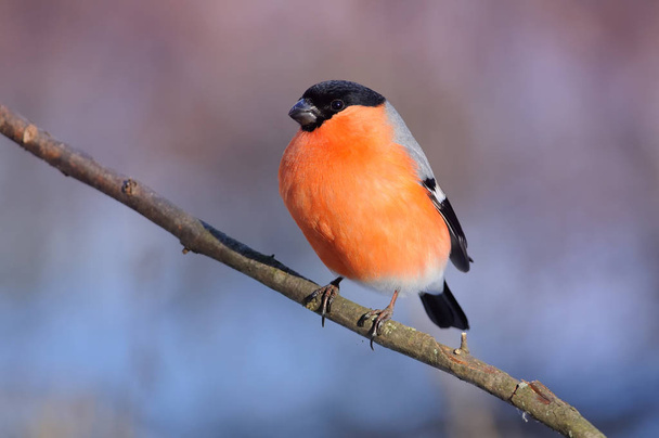 Eurasian (common) bullfinch (Pyrrhula pyrrhula) in the rays of the rising sun (sitting on the branch with pink-blue background) - Photo, Image