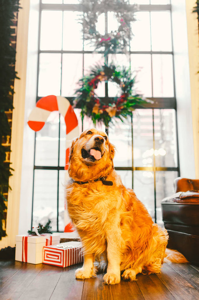 A pedigree adult golden retriever,labrador sits in full growth on the background of a window decorated with New Years and Christmas decor, boxes with gifts and a large striped candy. Christmas theme - Photo, Image