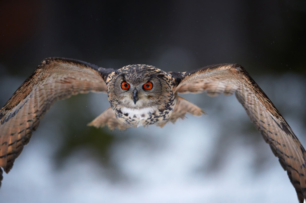 Kotkapöllö, Bubo Bubo, muotokuva suuresta pöllöstä lentämässä suoraan kameraan ojennetuilla siivillä abstraktia talvitaustaa vasten. Pöllö kirkkaan oranssi silmät Euroopan metsässä. Tsekin ylängöt
. - Valokuva, kuva