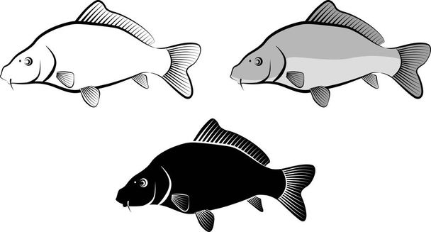 isolated carp fish - clip art illustration and line art - Vector, Image