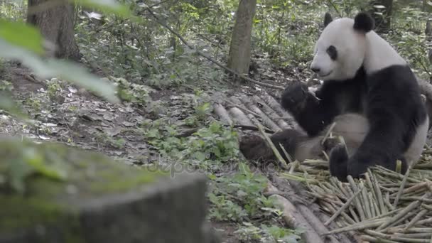 Panda sitzt im Wald und nagt an Bambus - Filmmaterial, Video