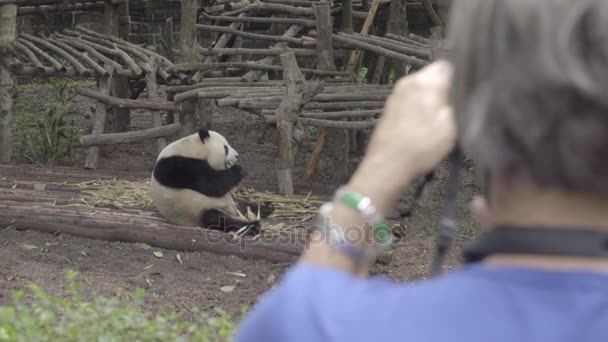 Tłuszczu Panda fotografowane przez turystów - Materiał filmowy, wideo