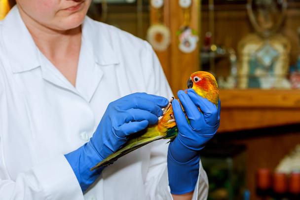 Cute girl at veterinarian with her parrot veterinarian checks the parrot - Photo, Image