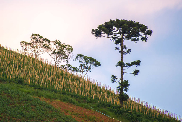 Old araucaria tree on the hill with nice vibrant background - Photo, Image