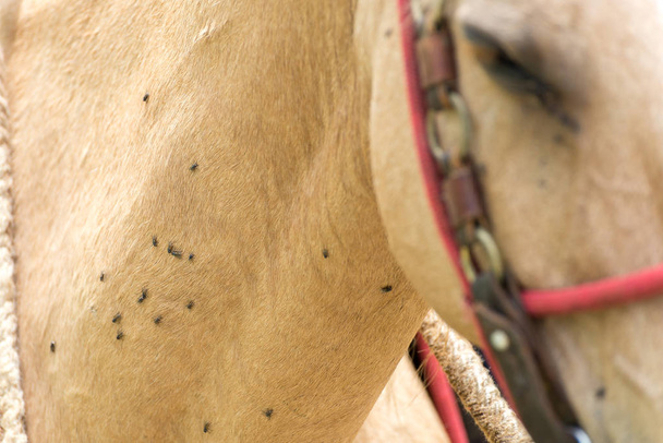 Mnoho flys nad světle hnědá kůže těla koně - Fotografie, Obrázek
