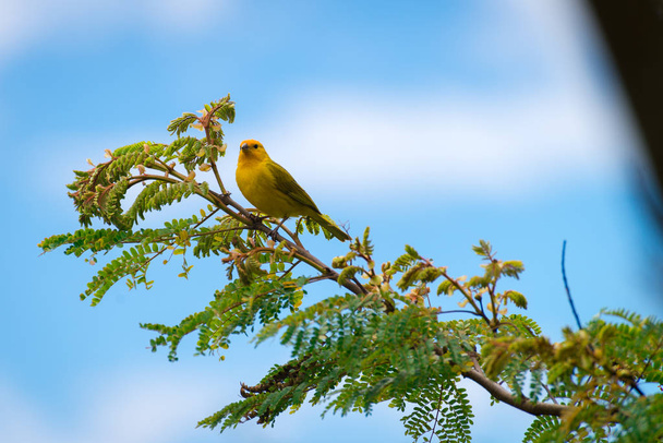 Close up of wild canary passerine bird perched on tree in nature - Photo, Image