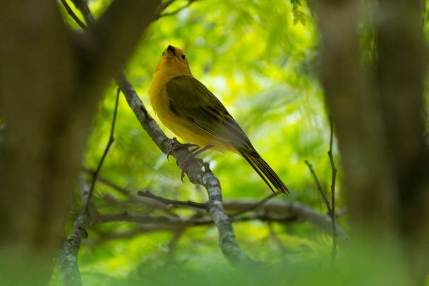 自然の中で木の上に倒れた野生のカナリアのスズメの鳥のクローズアップ - 写真・画像