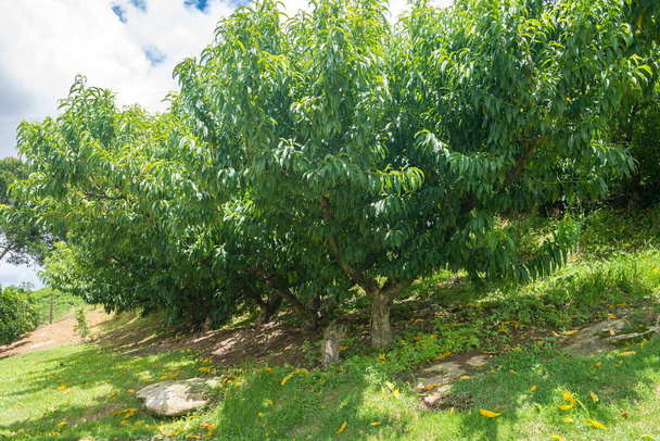 Birkaç şeftali ağacı ekimi bir tepe üzerinde hiçbir meyve ile - Fotoğraf, Görsel
