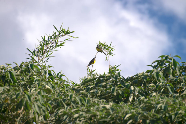 Тваринний тиран жовтий птах на гілці дерева в лісі
 - Фото, зображення