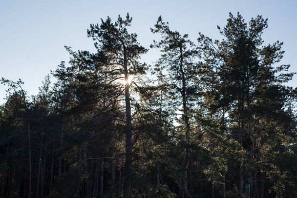 winter forest with sun shining throught trees, winter background - Valokuva, kuva