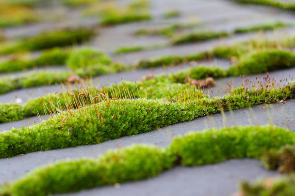 close up of green moss on city pavement - Photo, image