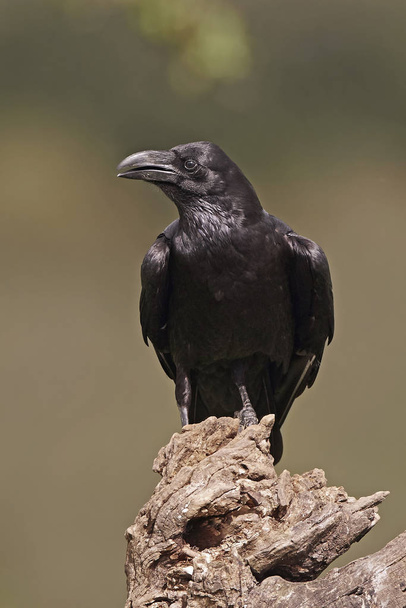 Rabe (Corvus corax)) - Foto, Bild