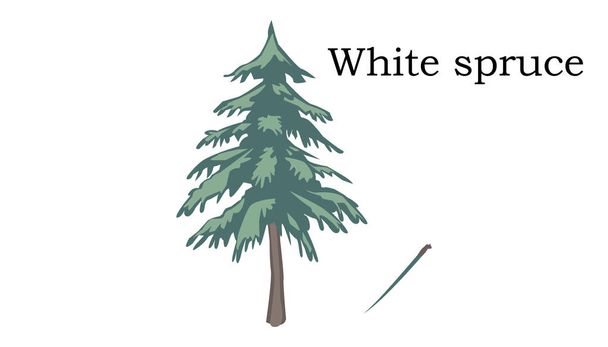 Biały świerk drzewa element wektora - Wektor, obraz