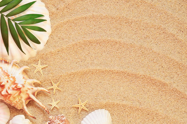 conchas de mar con arena como fondo
 - Foto, Imagen
