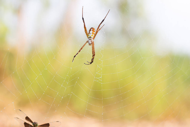 Αράχνη είναι σε αναμονή για το θύμα, αράχνη με ιστό της αράχνης - Φωτογραφία, εικόνα