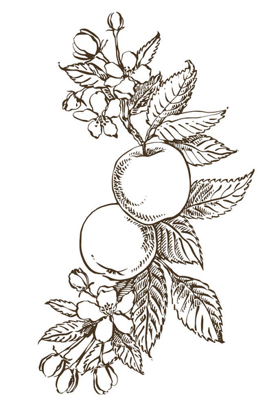 Hand drawn patterns with textured apple illustration. Vintage botanical hand drawn illustration. Spring flowers of apple tree. - Вектор,изображение