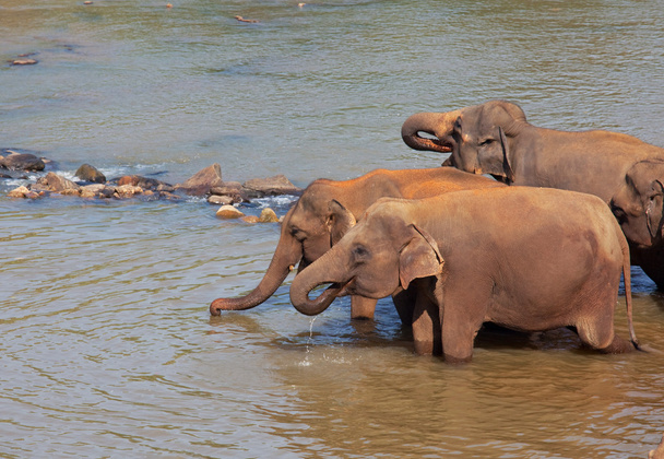 Elephant on Sri Lanka - Fotografie, Obrázek