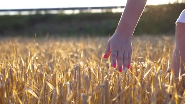 Mano femenina tocando un trigo dorado en el campo. Brazo de niña acariciando centeno en el prado. Bengala solar en el fondo. Cámara lenta Primer plano - Metraje, vídeo
