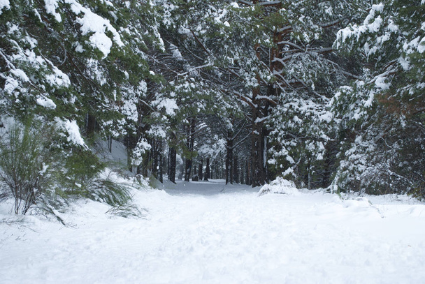 Сніговий ліс з доріжкою, повна снігу без слідів взуття
 - Фото, зображення