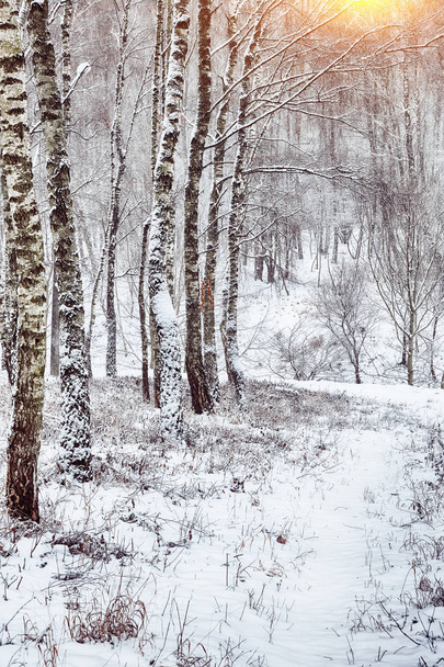 Snow-covered trees in the city park - Valokuva, kuva